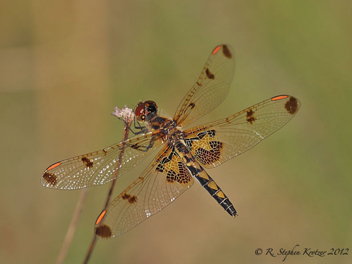 Celithemis elisa, female